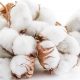 cotton-linter-for-Sodium-Carboxymethyl-Cellulose