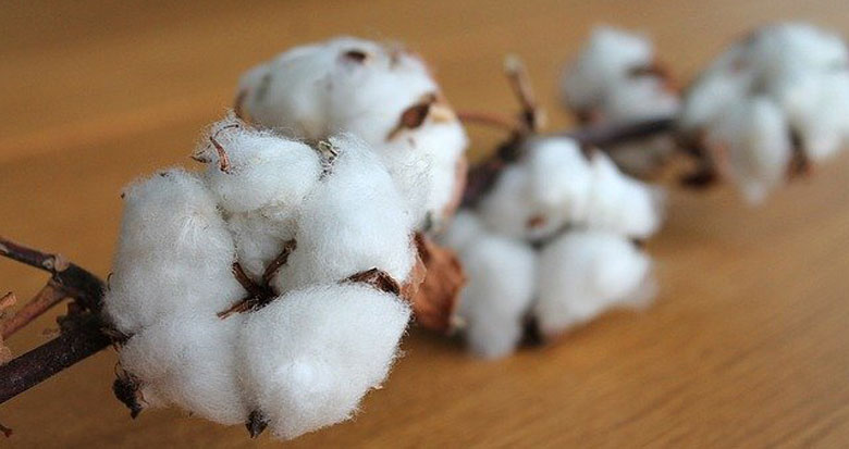 Refined-Cotton